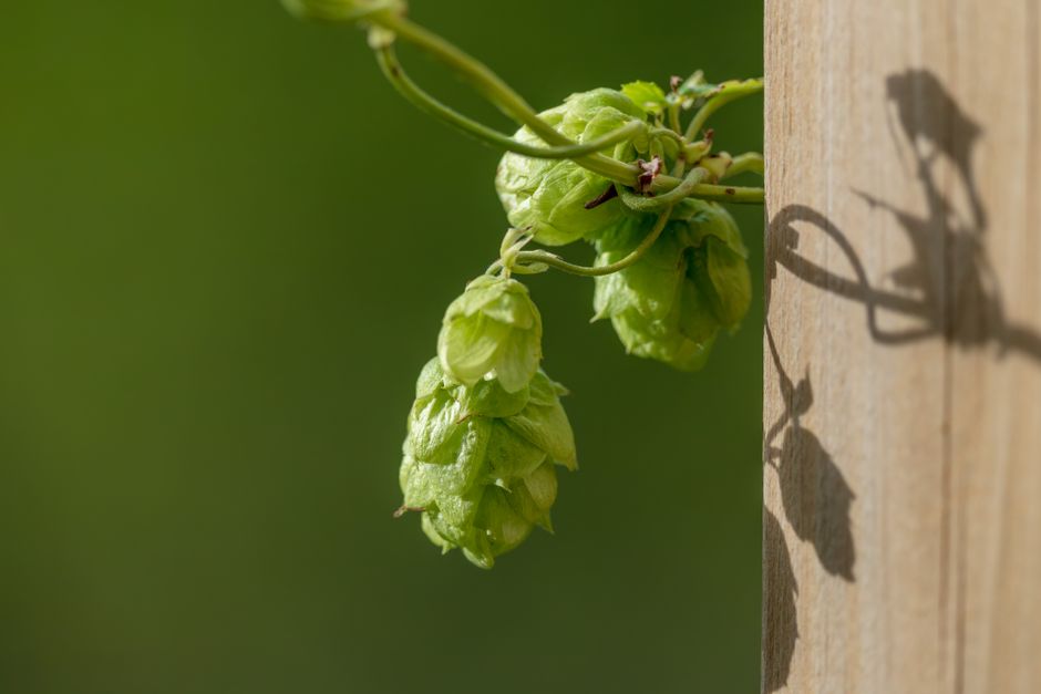 Green hop cones growing on a vine