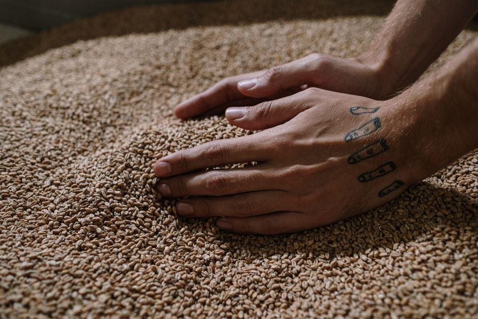 Hands moving across malted barley grains